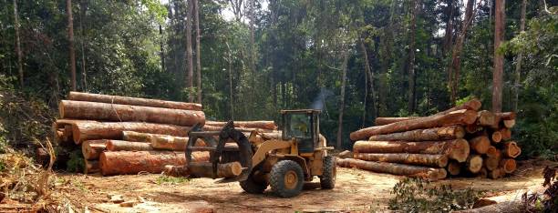 How Our Tree Care Process Works  in  Tichigan, WI