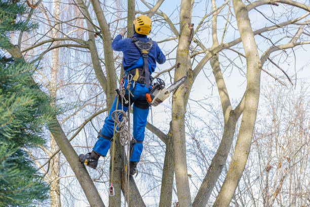 Best Lawn Maintenance Plans  in Tichigan, WI