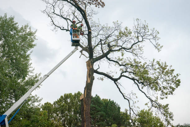 Best Tree Removal  in Tichigan, WI