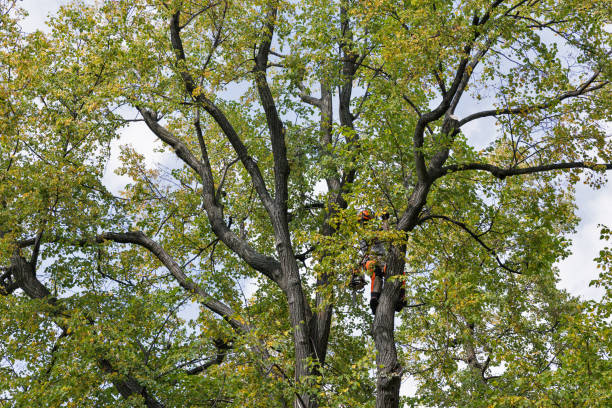 How Our Tree Care Process Works  in  Tichigan, WI